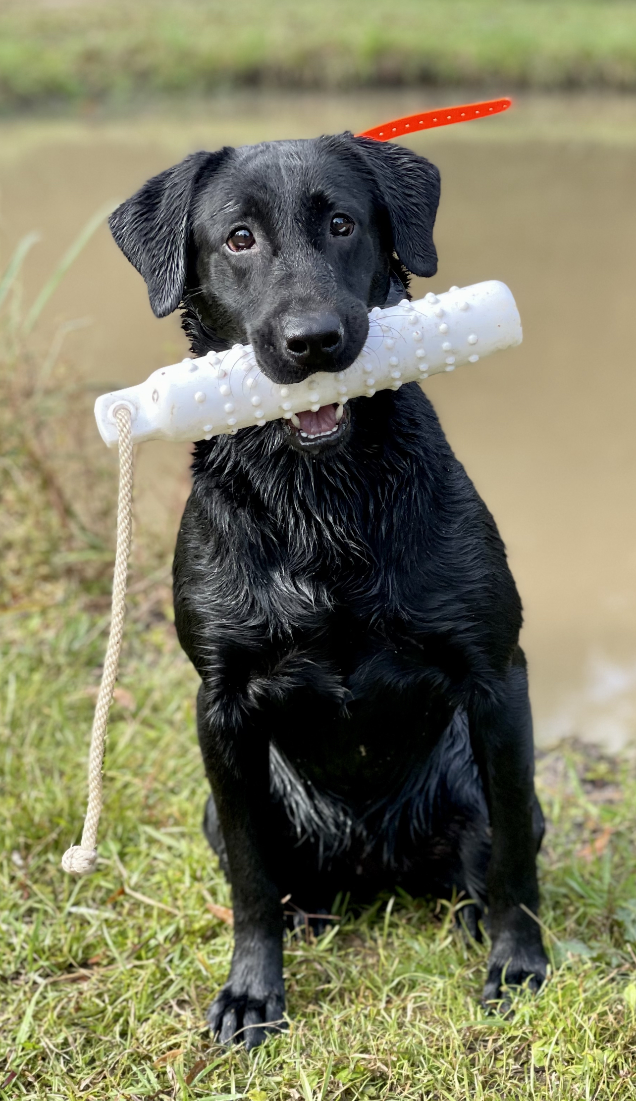 BUO’s Rumor Has It | Black Labrador Retriver