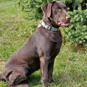 Brensue's Nordic Queen | Chocolate Labrador Retriver