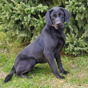 Brensue's Rainmaker Mambacita | Black Labrador Retriver