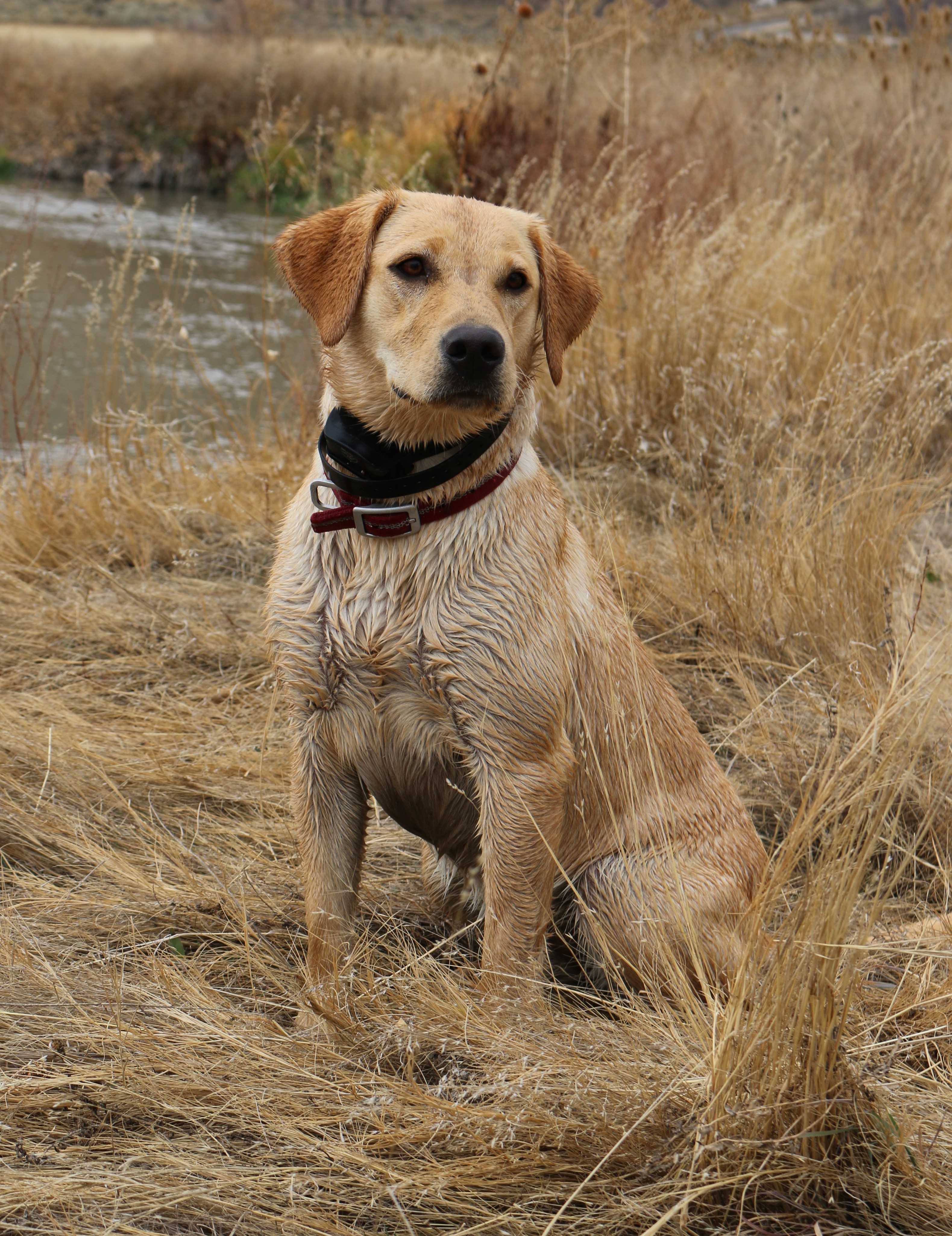 Tehya Graceful Hunter | Yellow Labrador Retriver