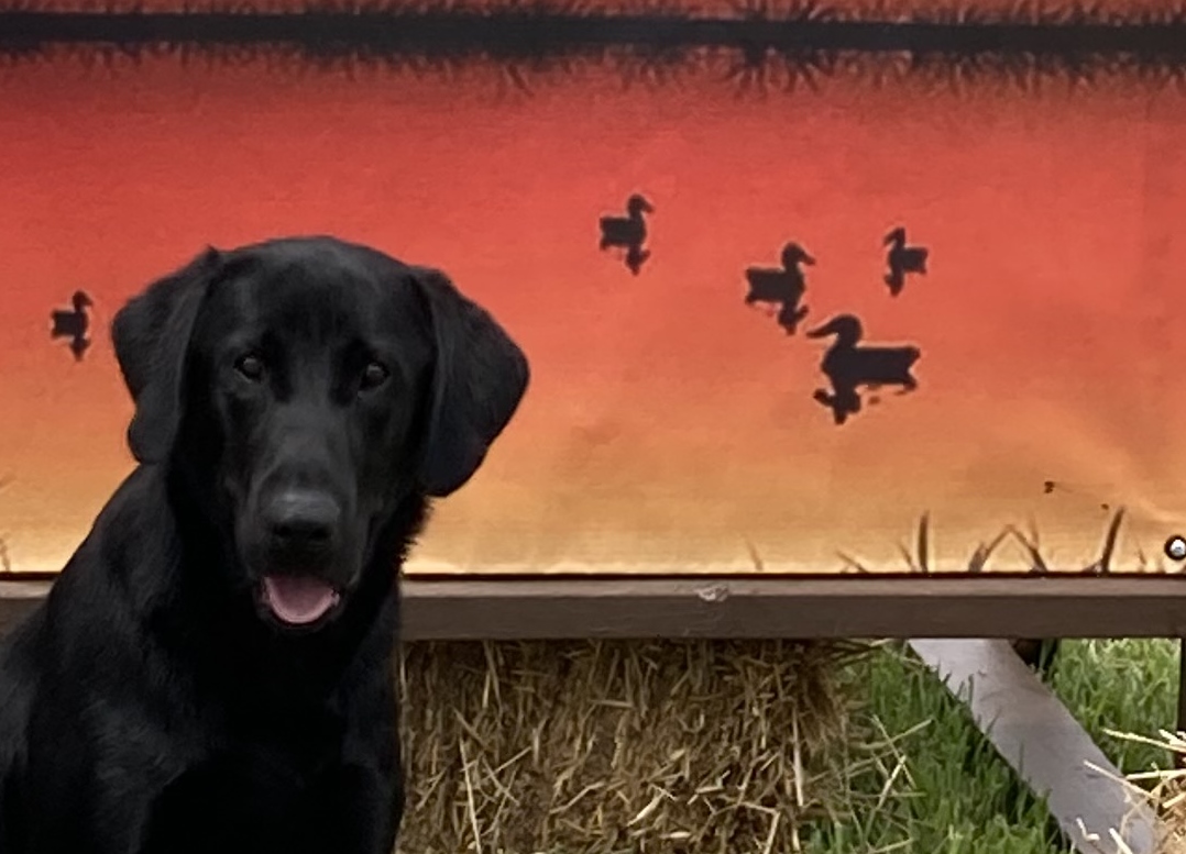 One Odd Duck SH | Black Labrador Retriver