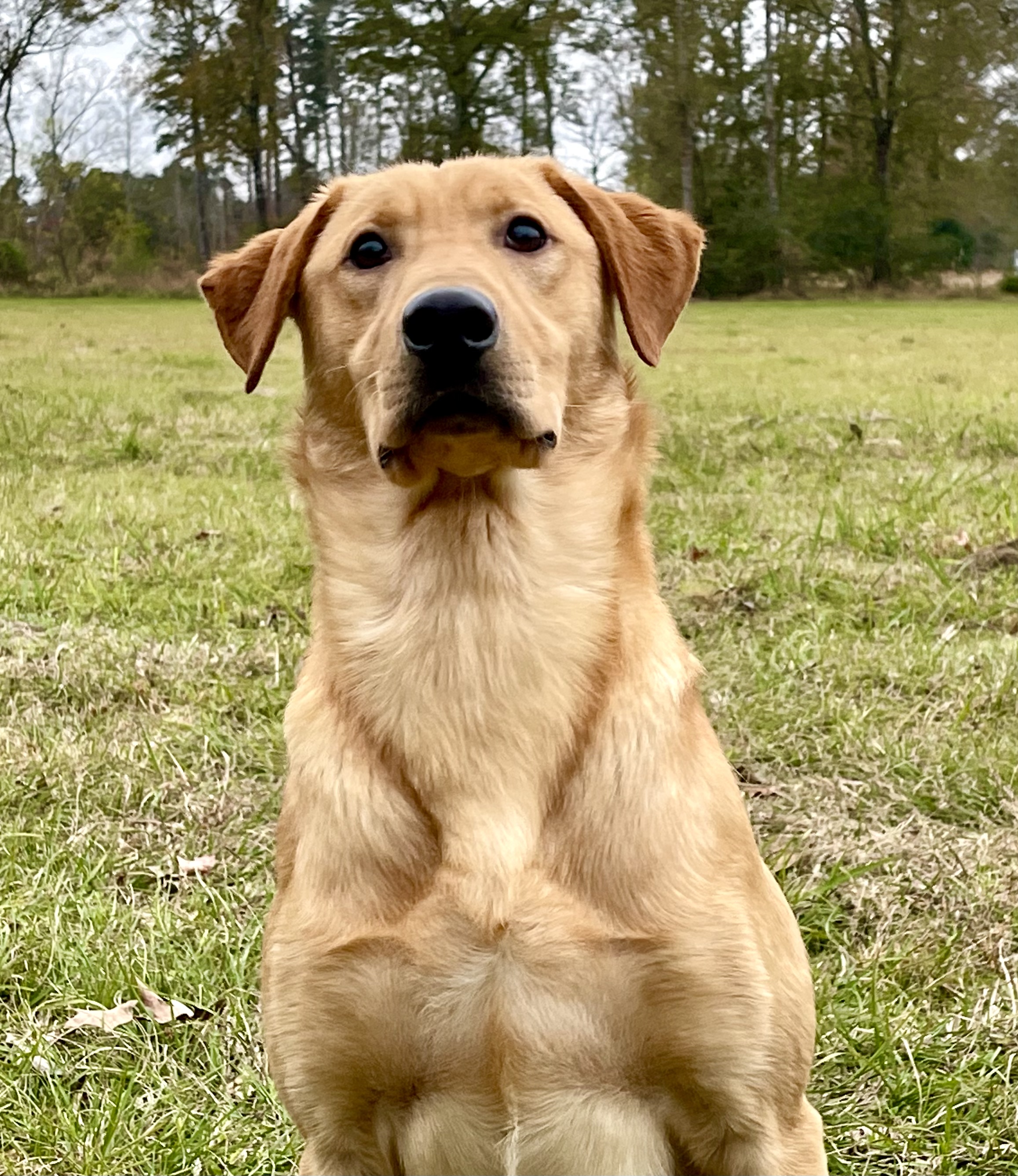 PCK’s TJ | Yellow Labrador Retriver