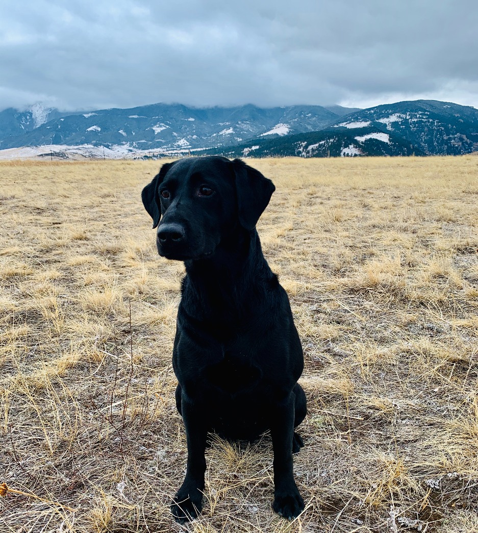 MPK Tie's One and Only Angel | Black Labrador Retriver