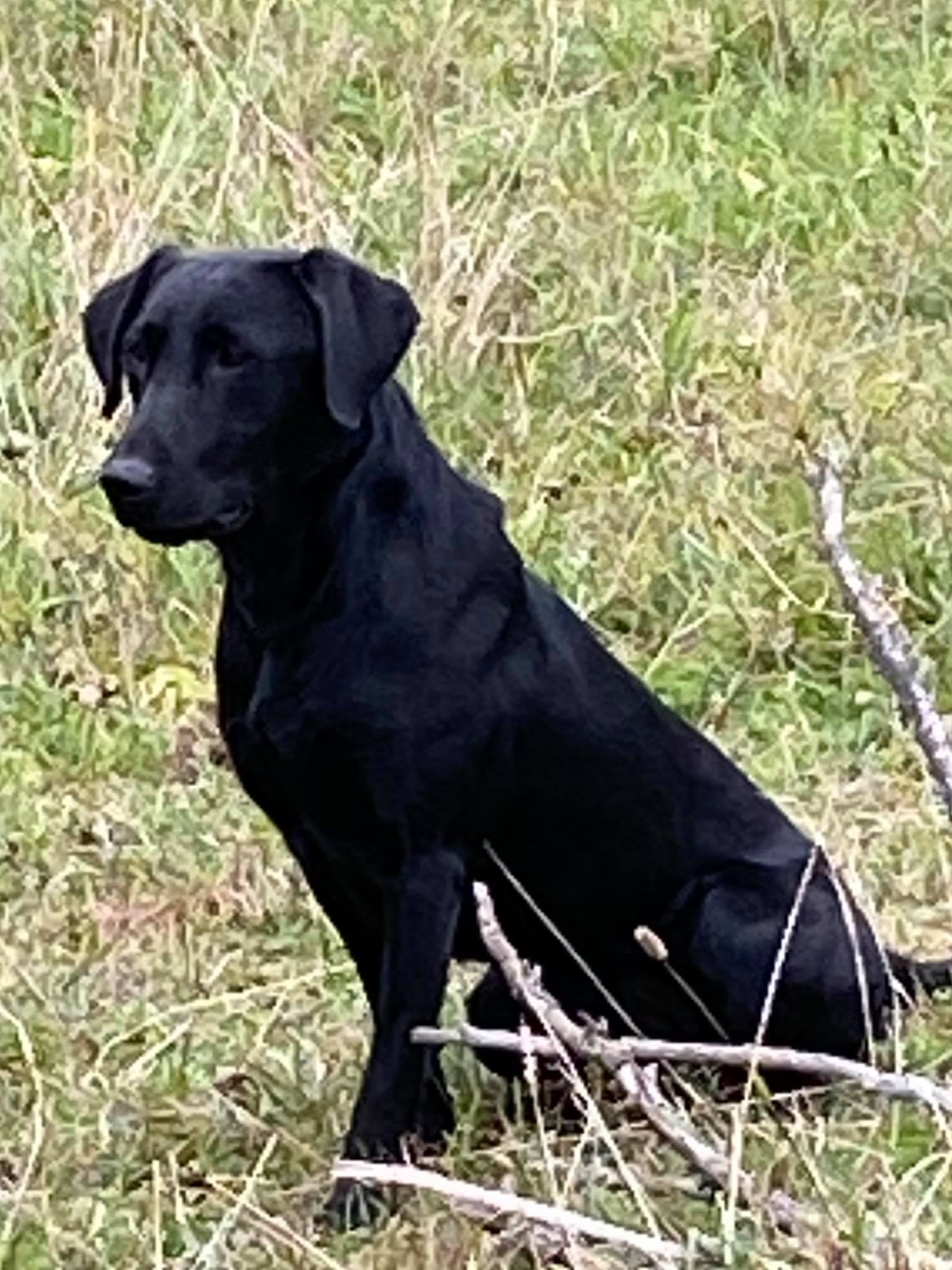 Woodcrests Rockin A Hippie Dream MH | Black Labrador Retriver