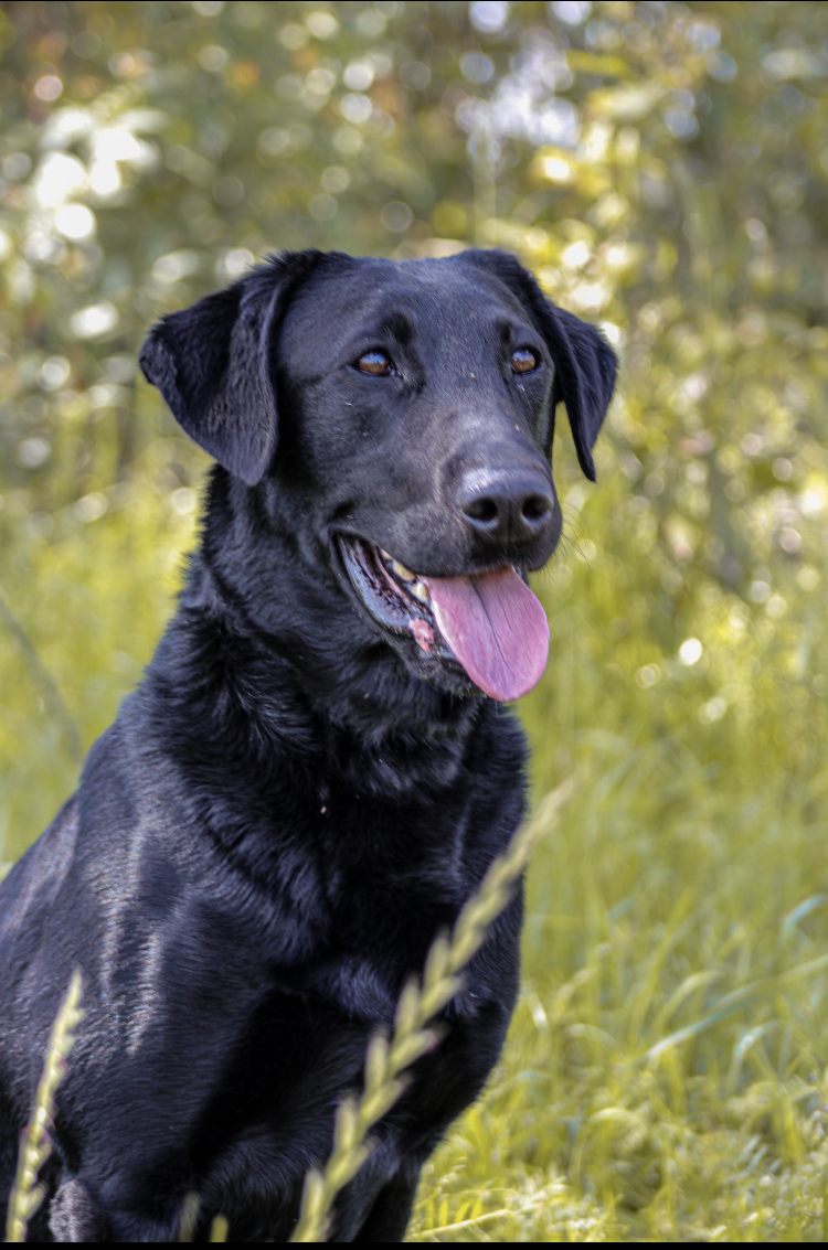 Woodcrests Rockin A Hippie Dream MH | Black Labrador Retriver