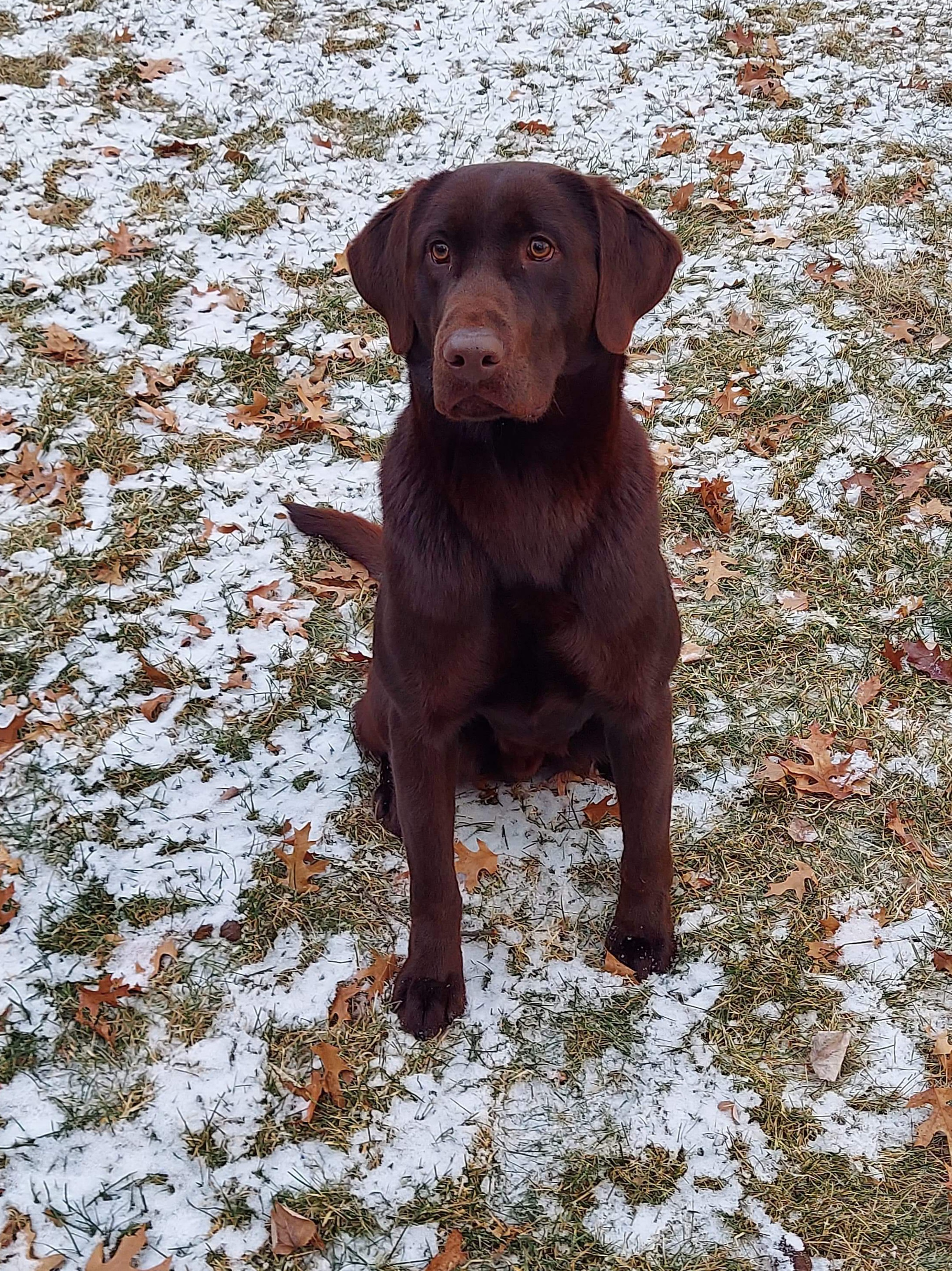Dreammeyer's War Machine | Chocolate Labrador Retriver