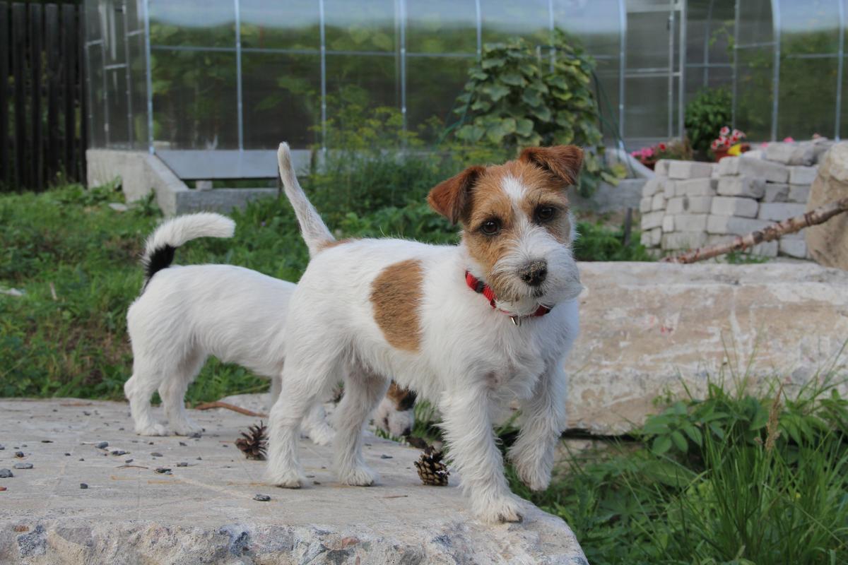 DAMIRANS Dreamily Looking Forward | Jack Russell Terrier 