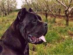 YANNICKNOAH Matteo Mancini | Cane Corso 