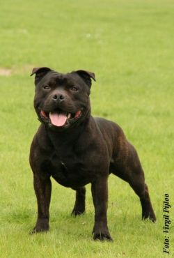 Peter Pan Daffodil Yellow | Staffordshire Bull Terrier 