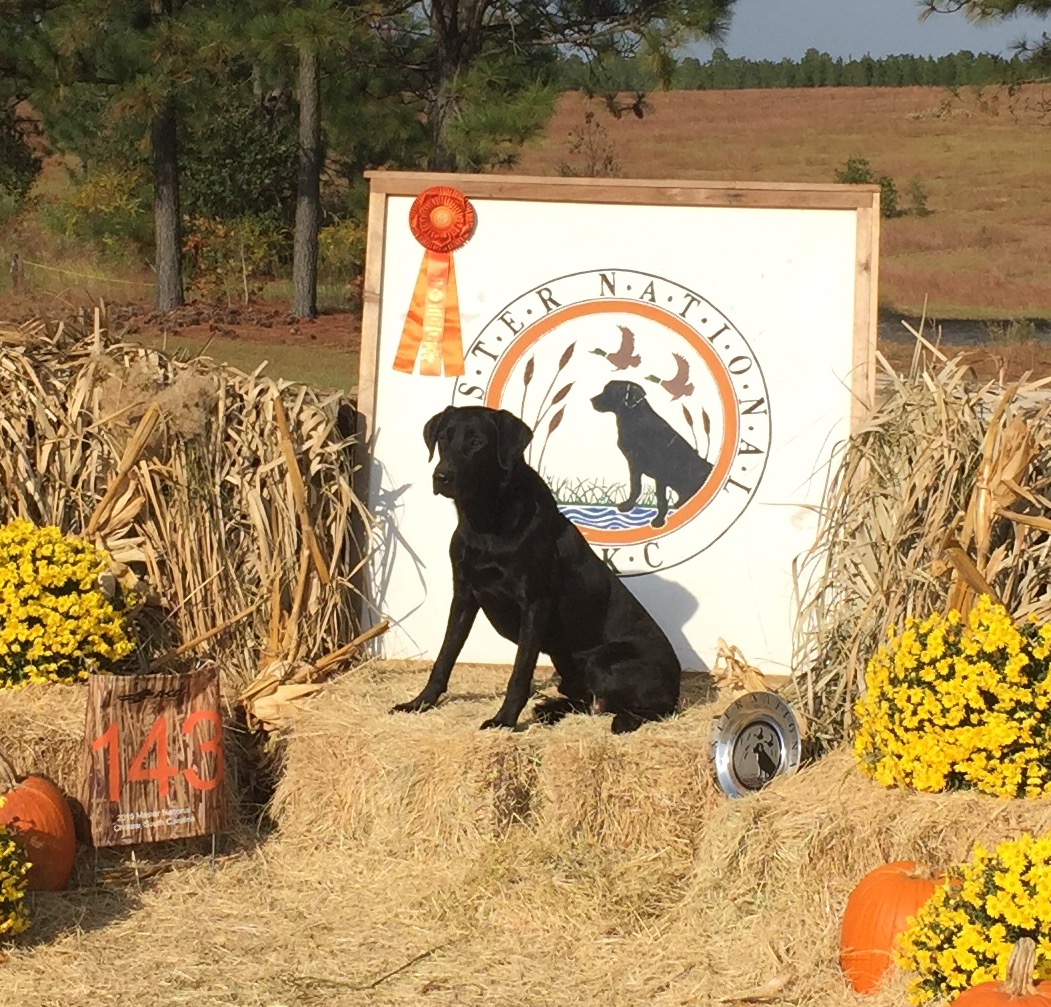 HRCH Colburns Crimson Legend MH(32) MNR | Black Labrador Retriver