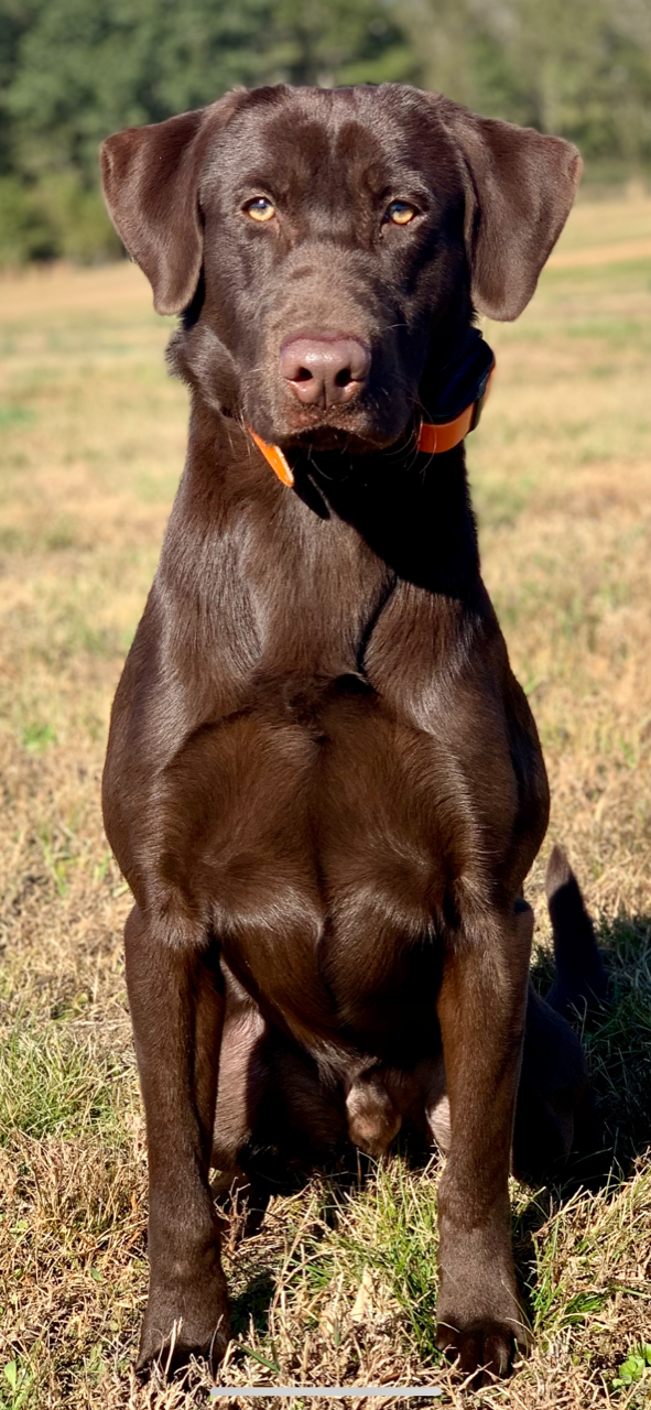 ATP's At The Pinnacle | Chocolate Labrador Retriver