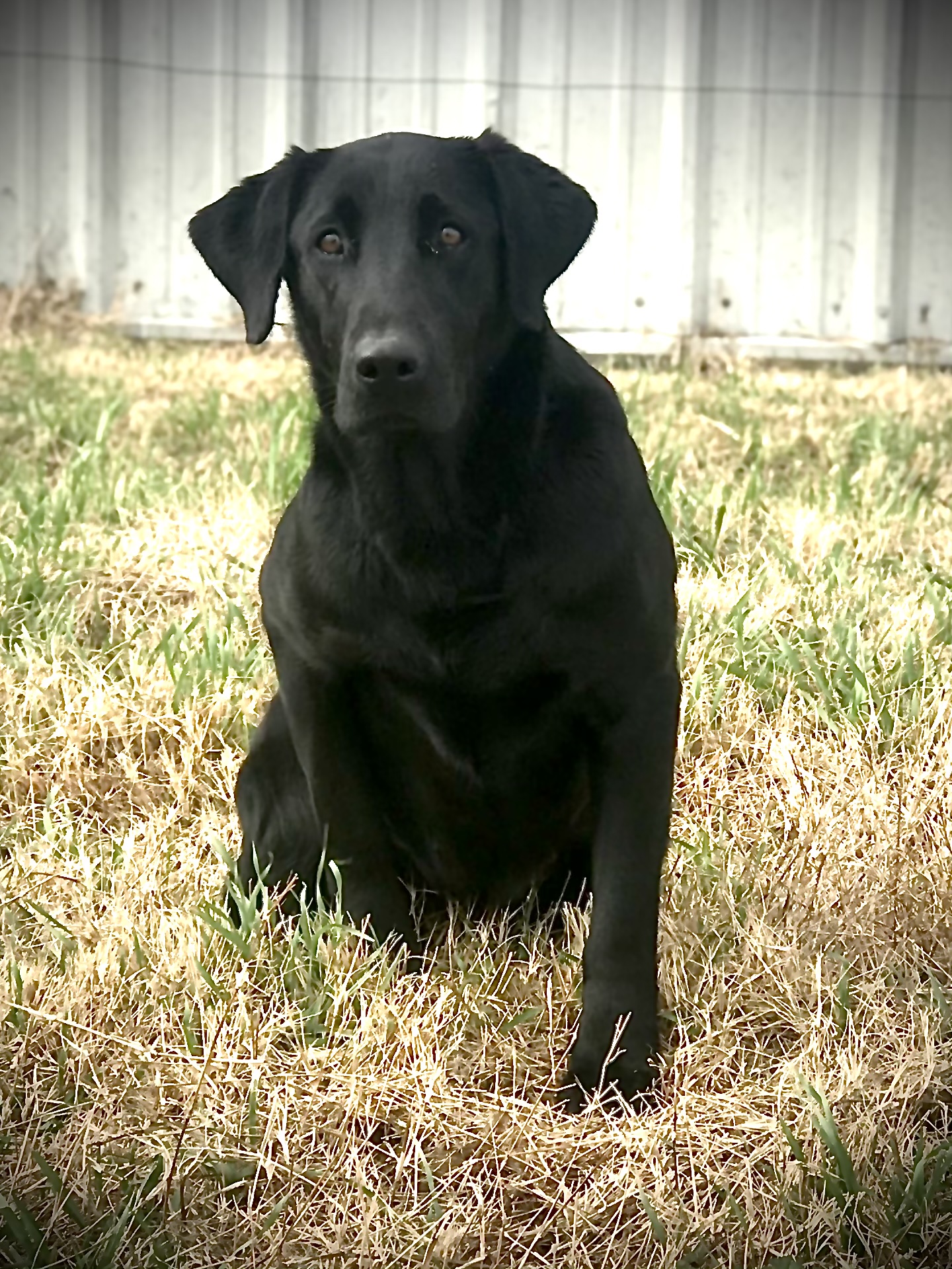 Gunpoints Green Eyed Lady | Black Labrador Retriver