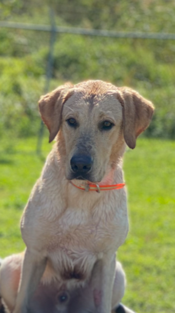 HRCH Timber Bahry | Yellow Labrador Retriver