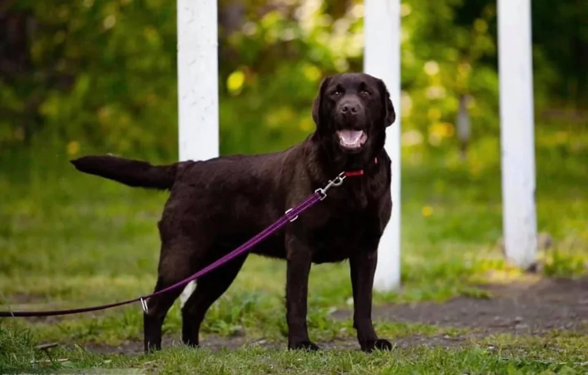 RkfJCH/CH Fali Heaven's Gate | Chocolate Labrador Retriver