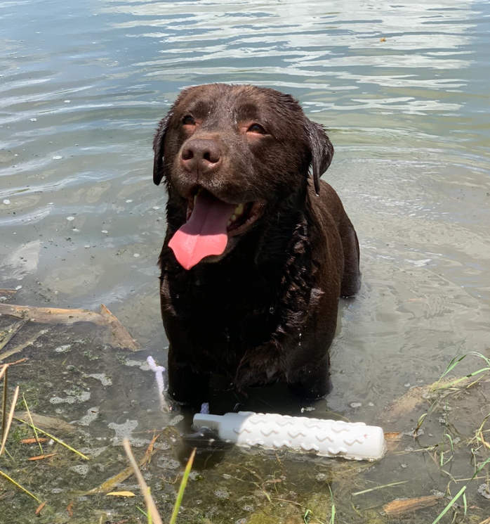 Am/Int Ch Westlane's Candyman WC | Chocolate Labrador Retriver