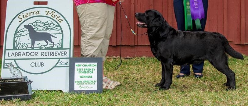 BVISS/MBVSW Am GCh Int. Ch Westlane's Hollywood Hottie CGC | Black Labrador Retriver