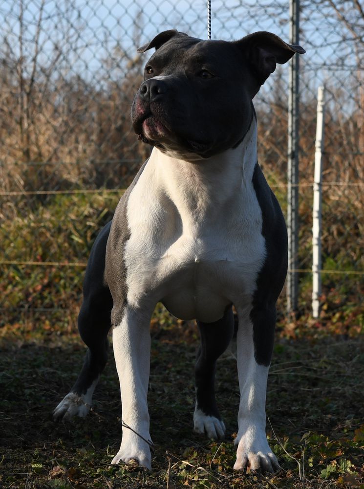 ATOS Blossoming Rose | American Staffordshire Terrier 