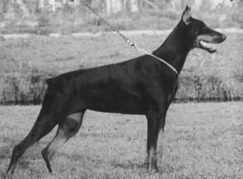 Dewi v. Franckenhorst | Black Doberman Pinscher