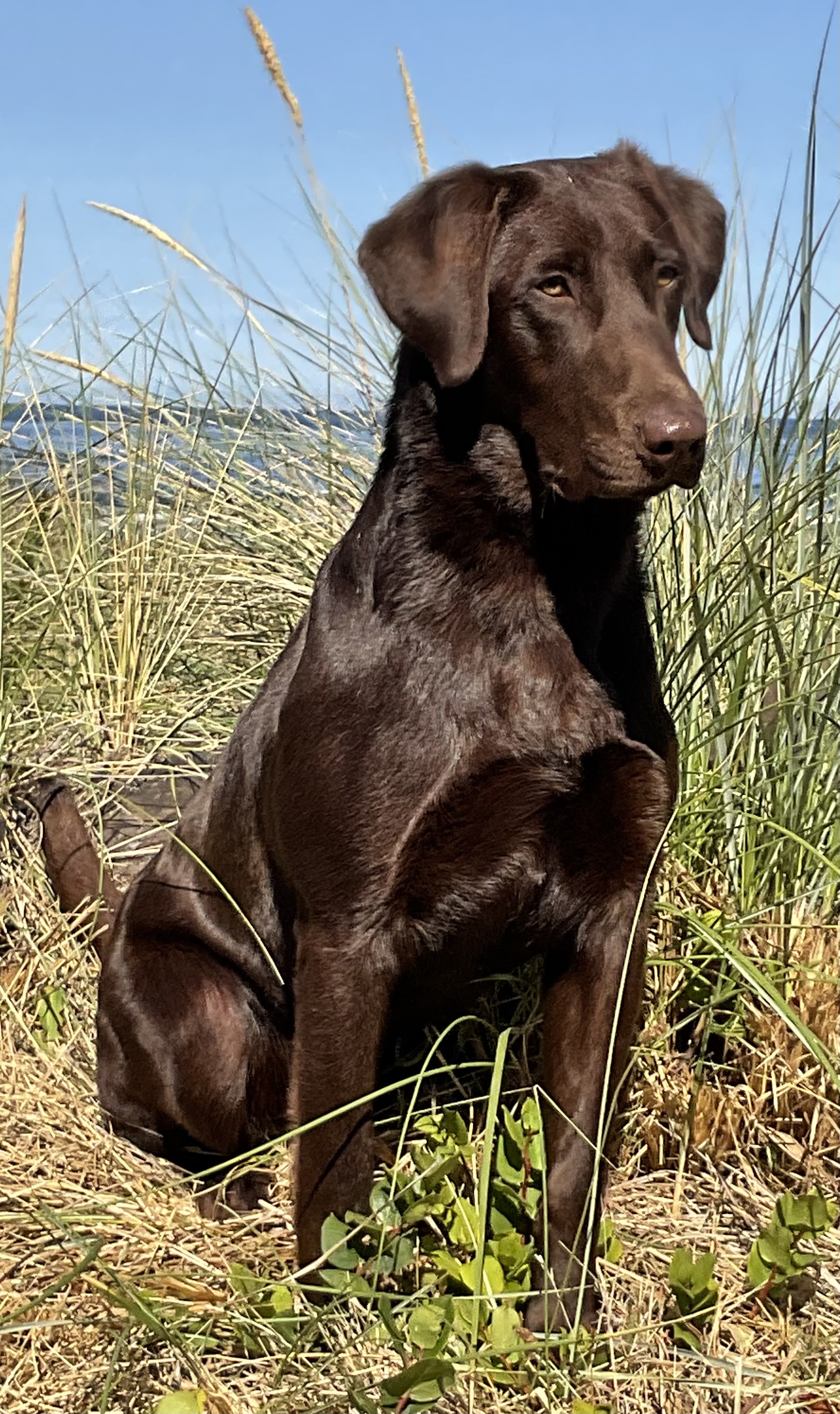 U.S. Resilience | Chocolate Labrador Retriver