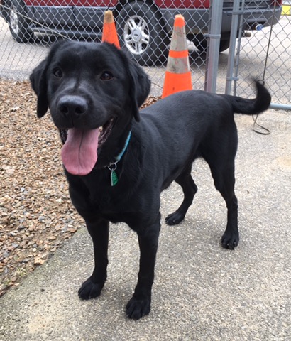 Daisy's Alaska v Monte-Haus DS, UADJEJ | Black Labrador Retriver