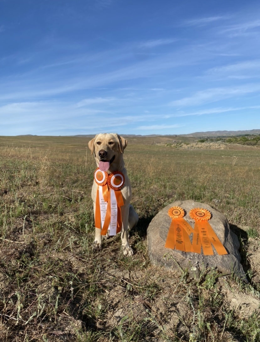 FLK’s let’s get this party started JH | Yellow Labrador Retriver