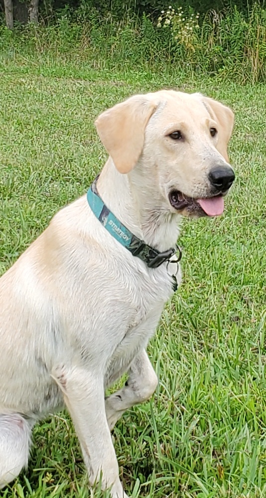 SHR Hck Durb's On Valkyrie Wings | Yellow Labrador Retriver