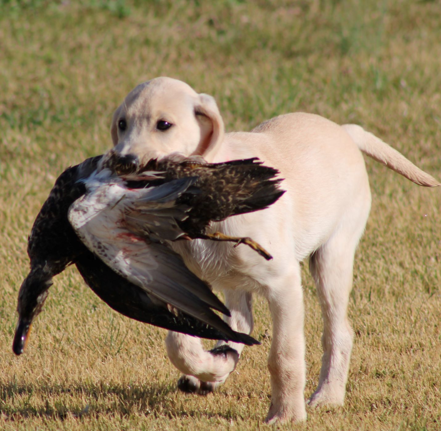 SHR Hck Durb's On Valkyrie Wings | Yellow Labrador Retriver