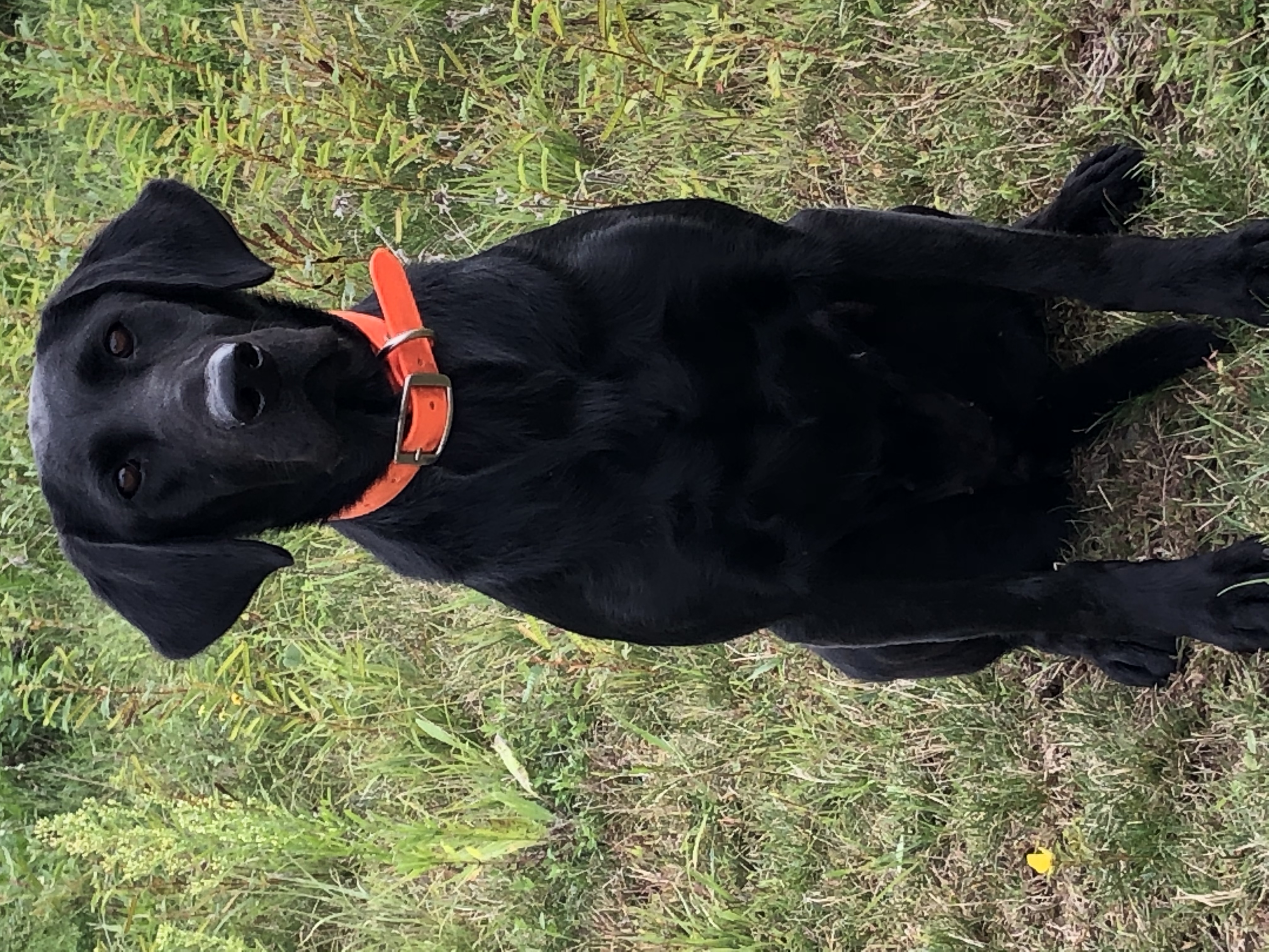 Case's North Woods Hunter | Black Labrador Retriver