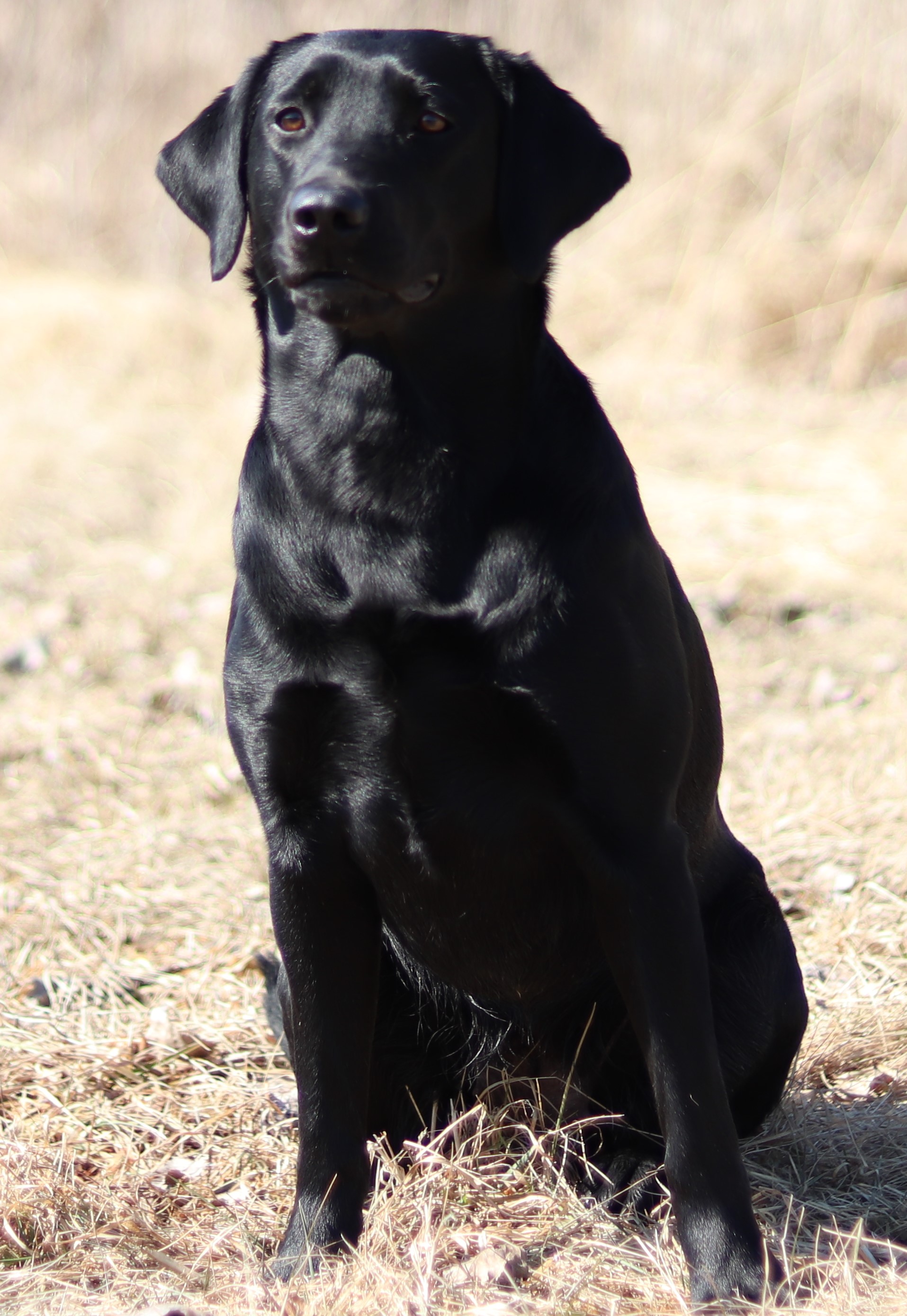 GRHRCH UH Retrievers Retreat Wild Flower | Black Labrador Retriver