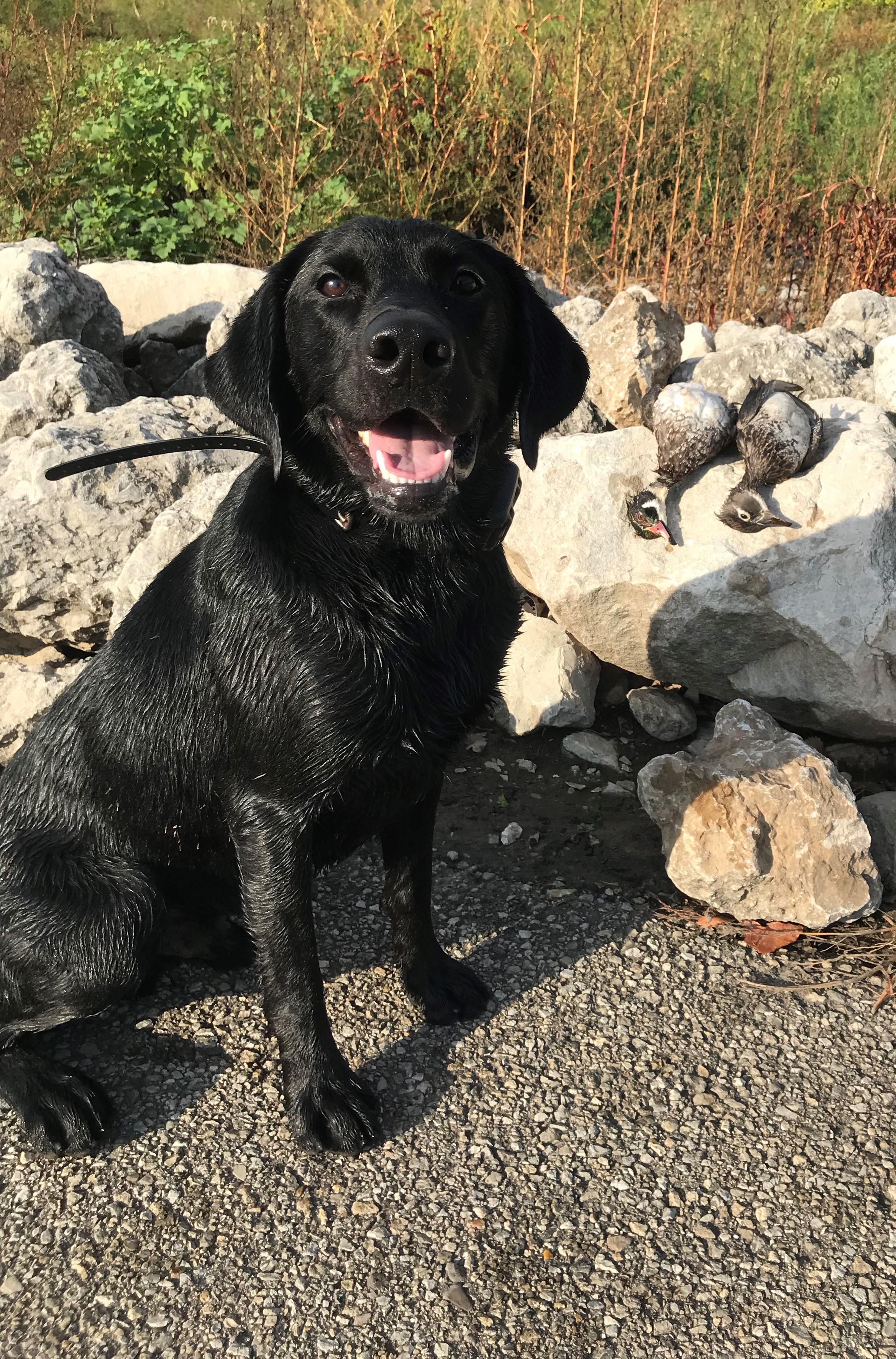 HR Prairie Creek Powerstroke Code | Black Labrador Retriver