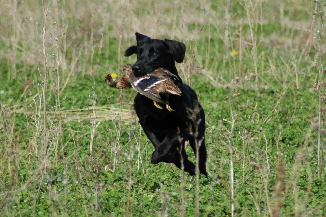 GRHRCH x3 UH Houtekiers Long Range Bullet | Black Labrador Retriver