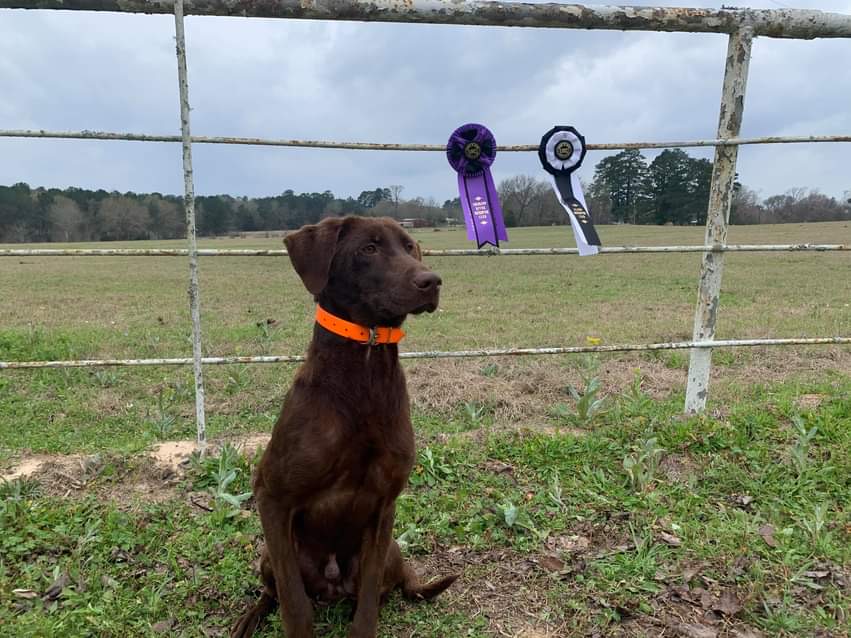 Leightons Little Buddy | Chocolate Labrador Retriver