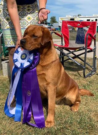 Penara Catching Fire | Yellow Labrador Retriver