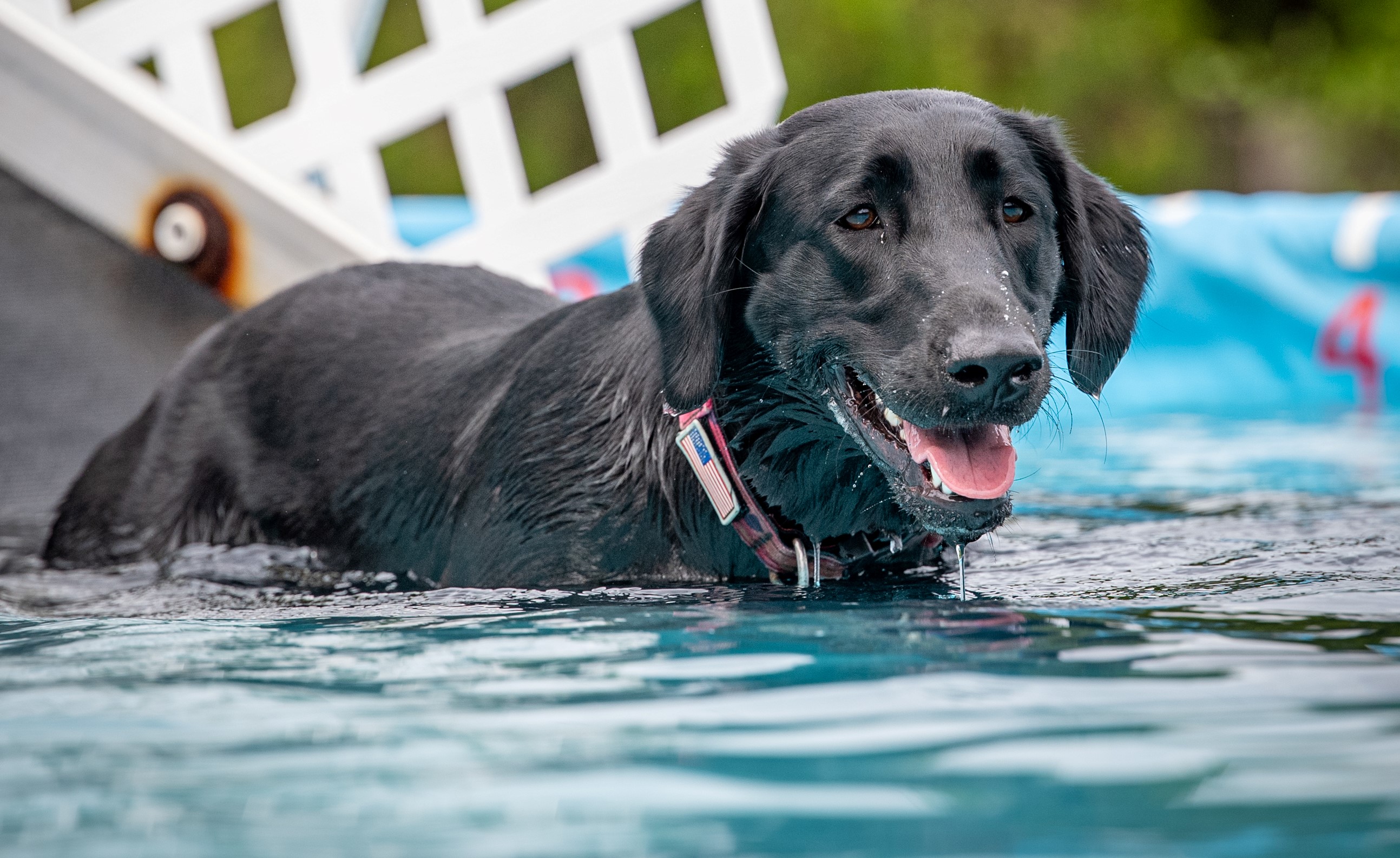 Ms Rylee Finley Franklin DS | Black Labrador Retriver