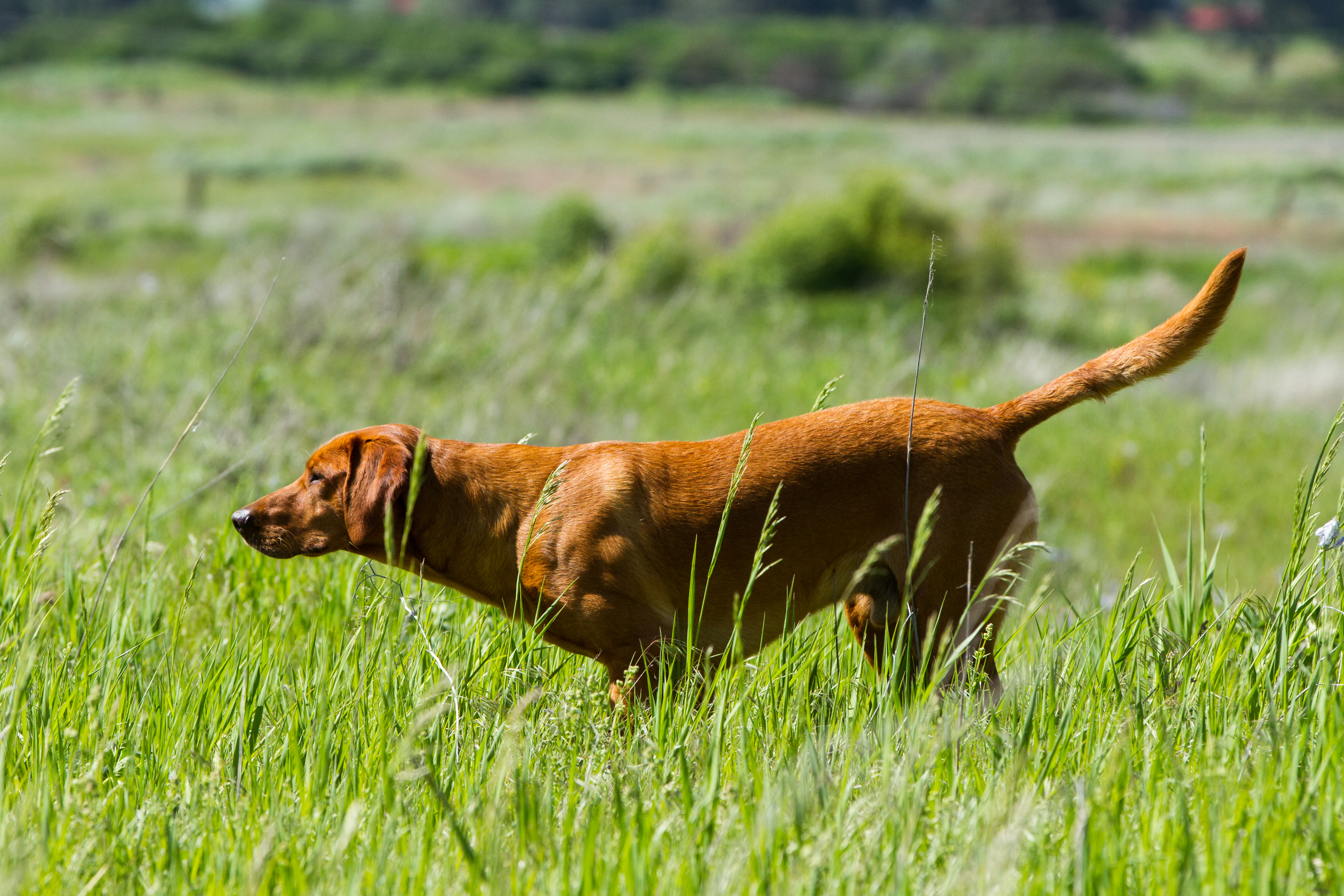 4x GMPR  HRCH Morgan’s Point Reginald Luke | Yellow Labrador Retriver