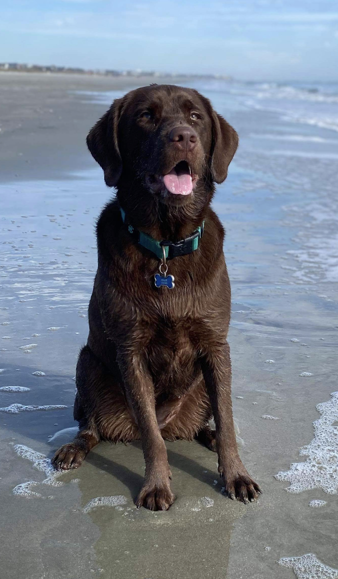 Millie Lou Jones | Chocolate Labrador Retriver