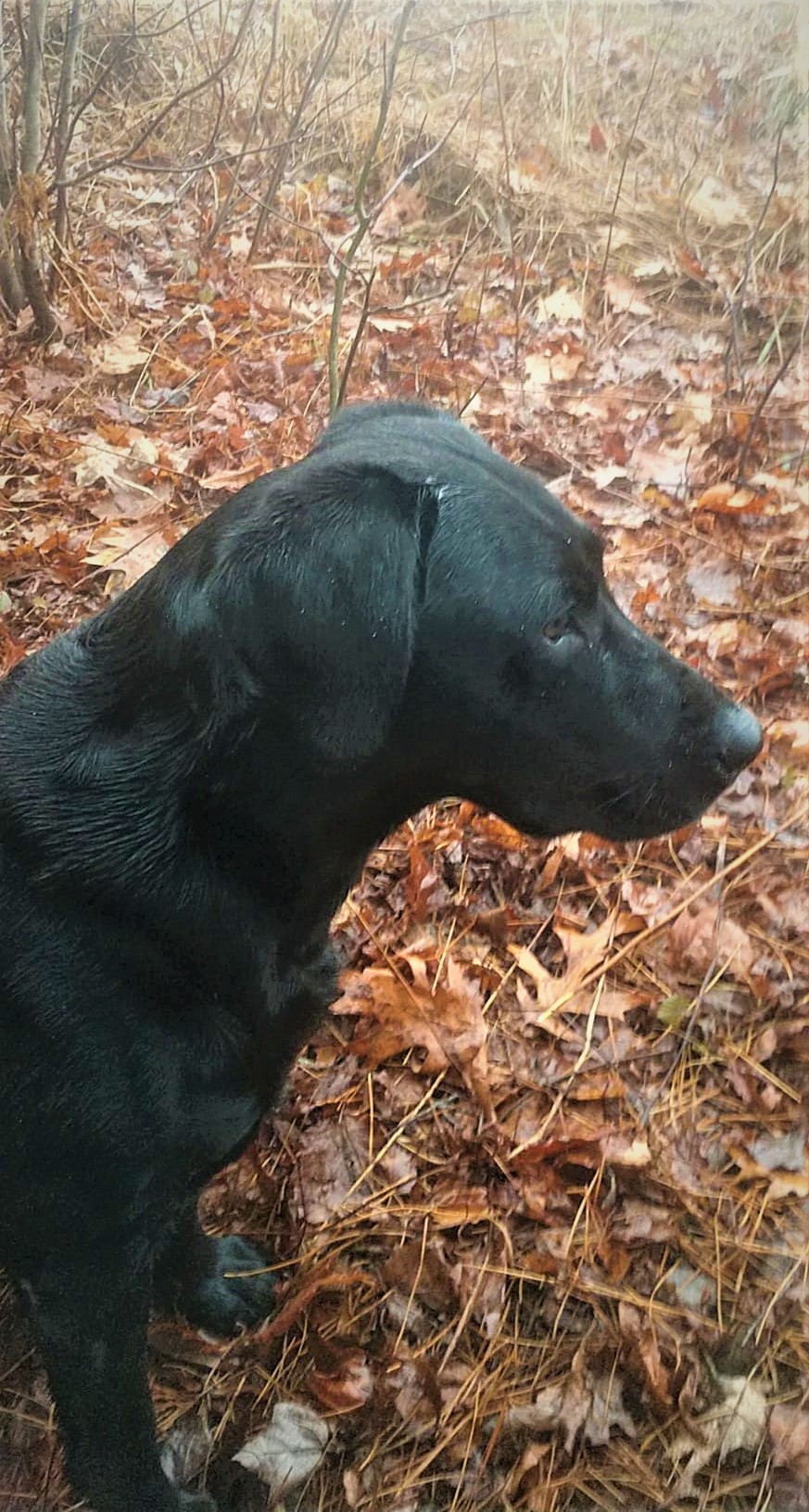 Ironweed Lady Liberty JH SH RN CGC | Black Labrador Retriver