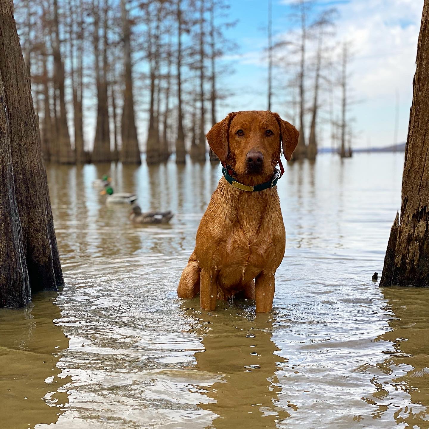 Three Lakes Labradors Gladiator JH CGCA CGCU TKN | Yellow Labrador Retriver