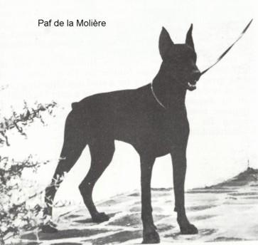 Paf de la Morlière | Black Doberman Pinscher