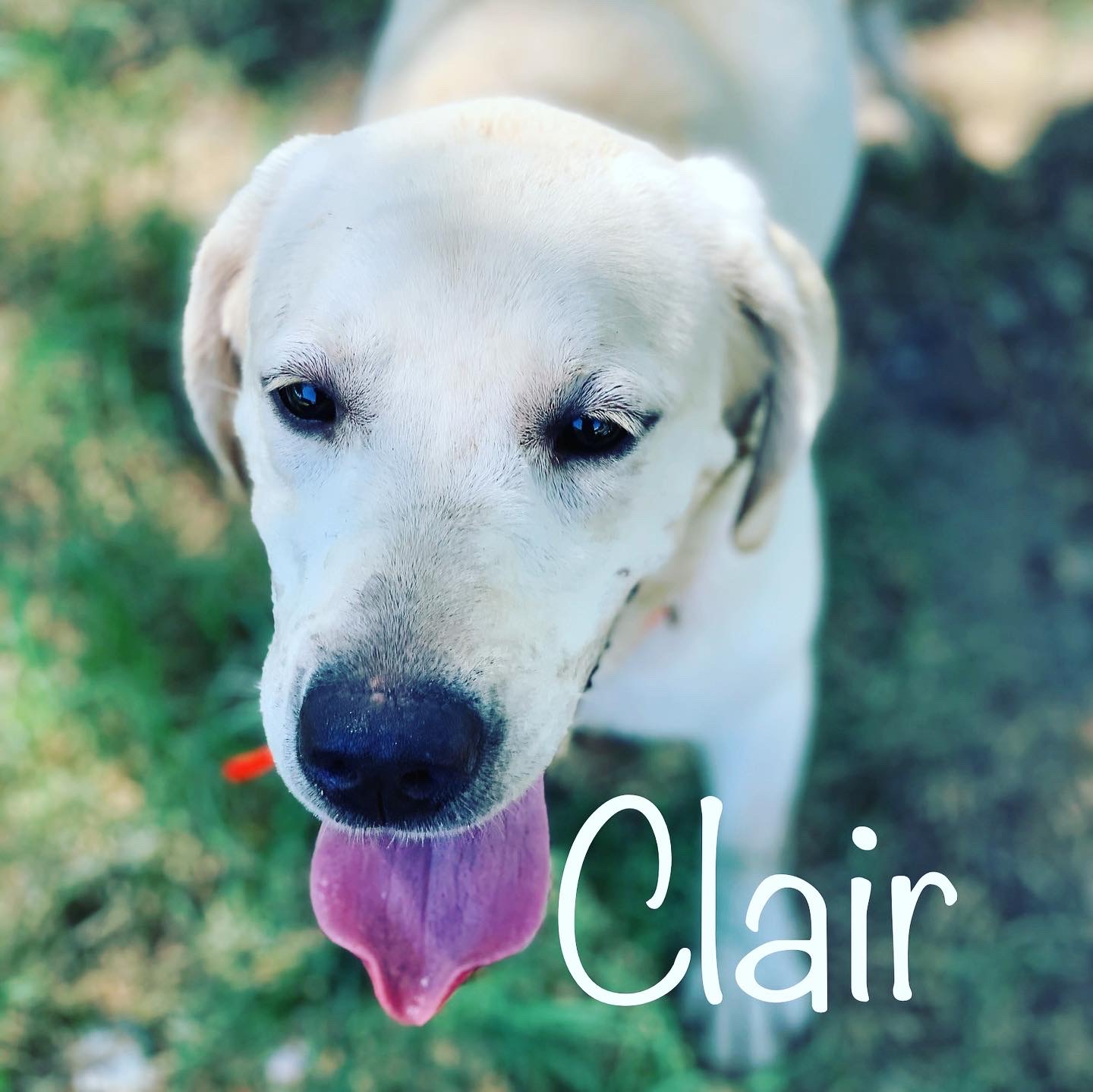 Jessie's Girl Claire | Yellow Labrador Retriver