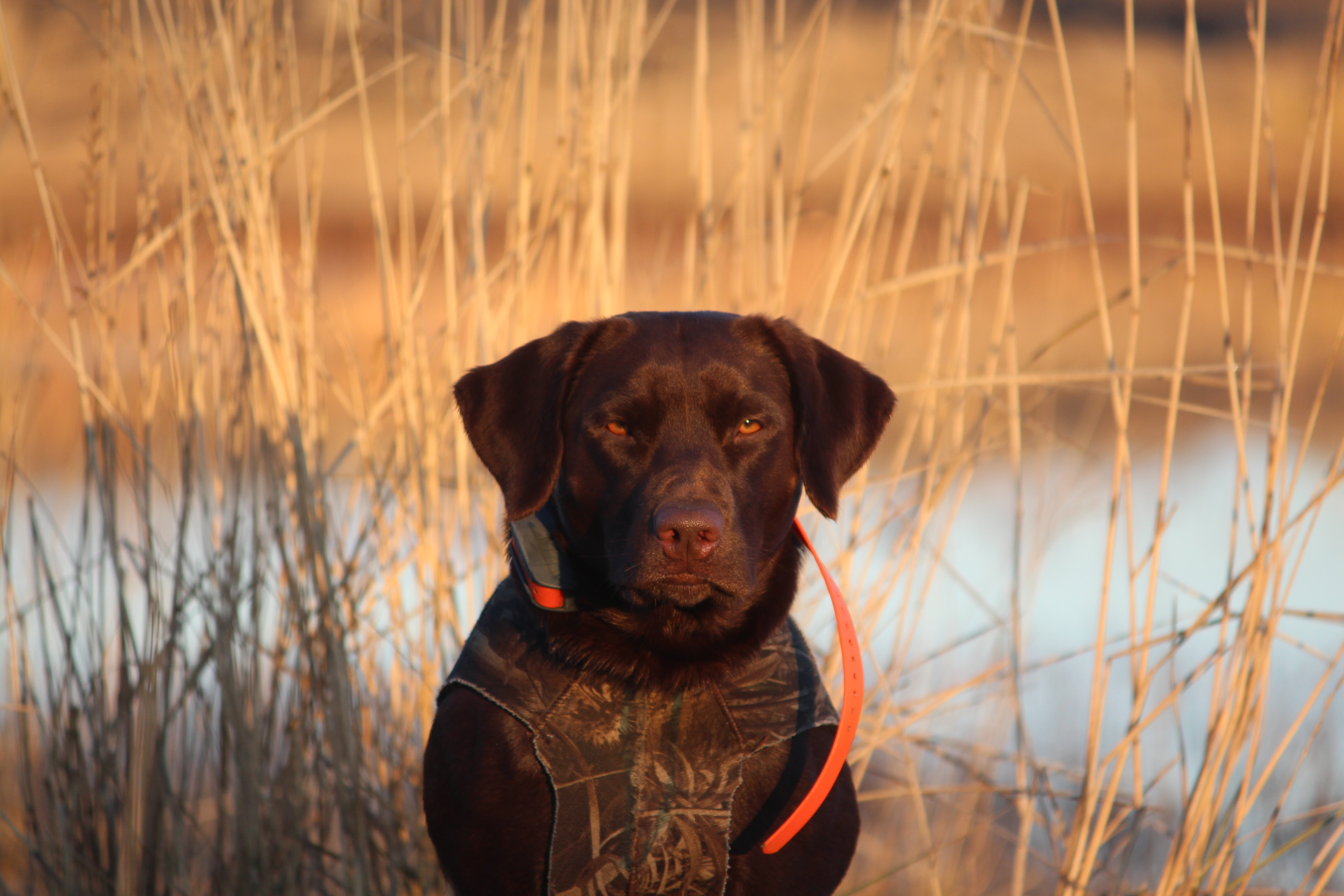 Wild Oak | Chocolate Labrador Retriver