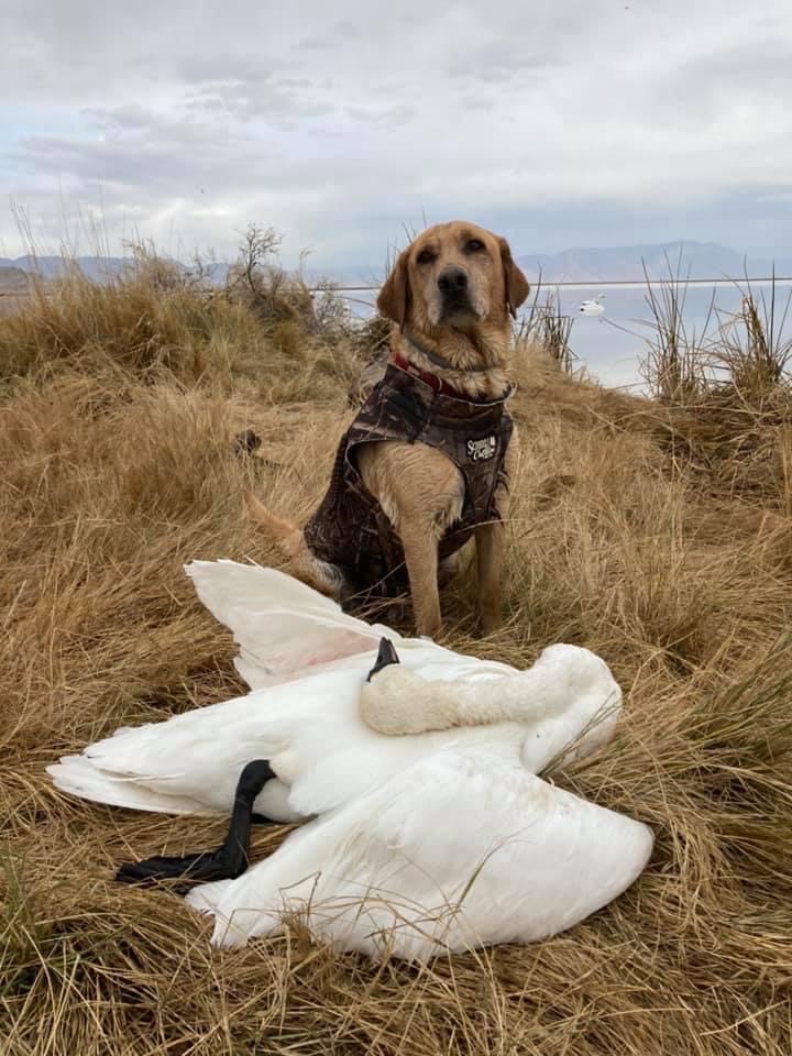 Razor's Quick Draw High Energy JH | Yellow Labrador Retriver