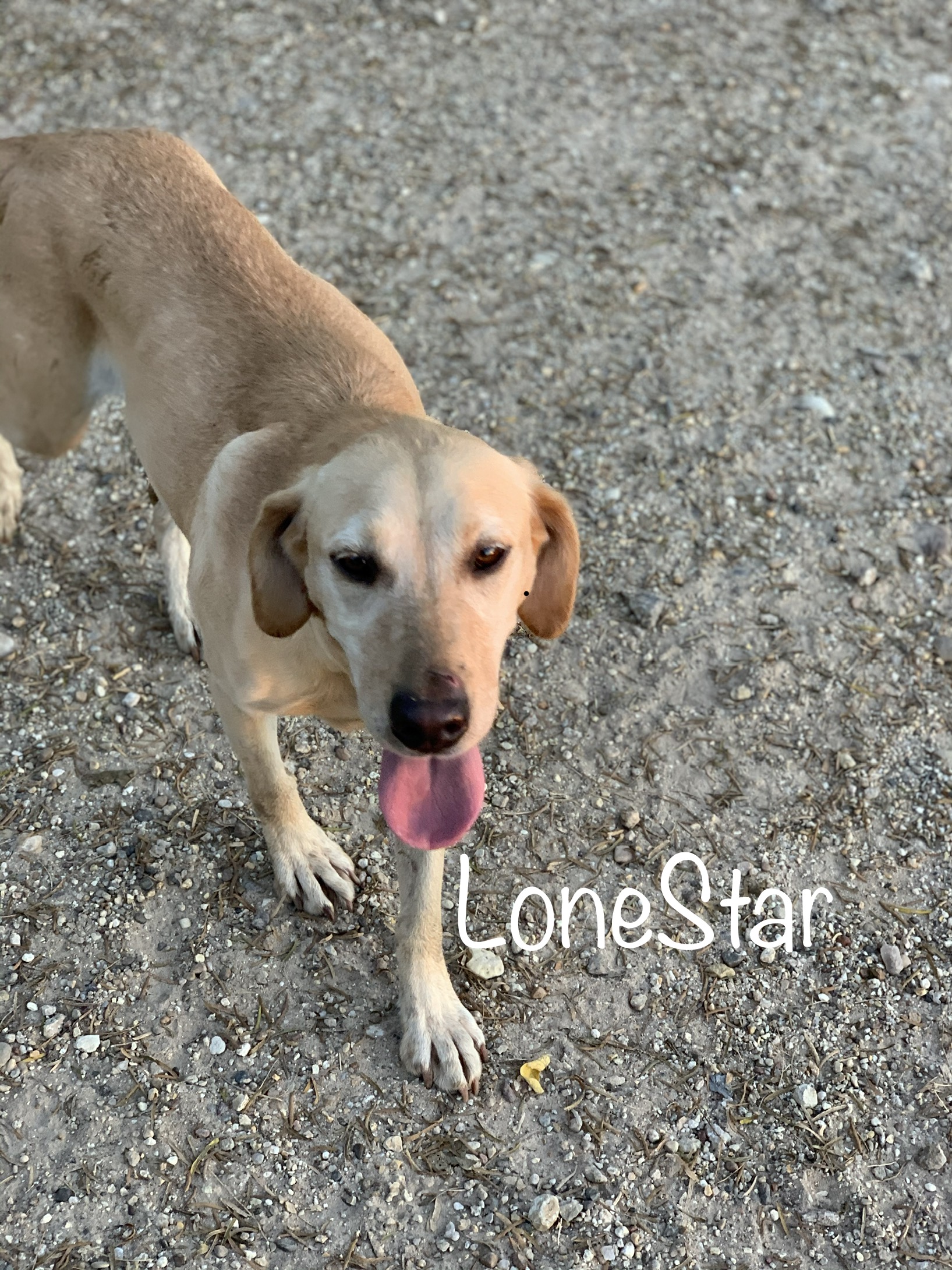 Spiller's Lonestar Girl | Yellow Labrador Retriver