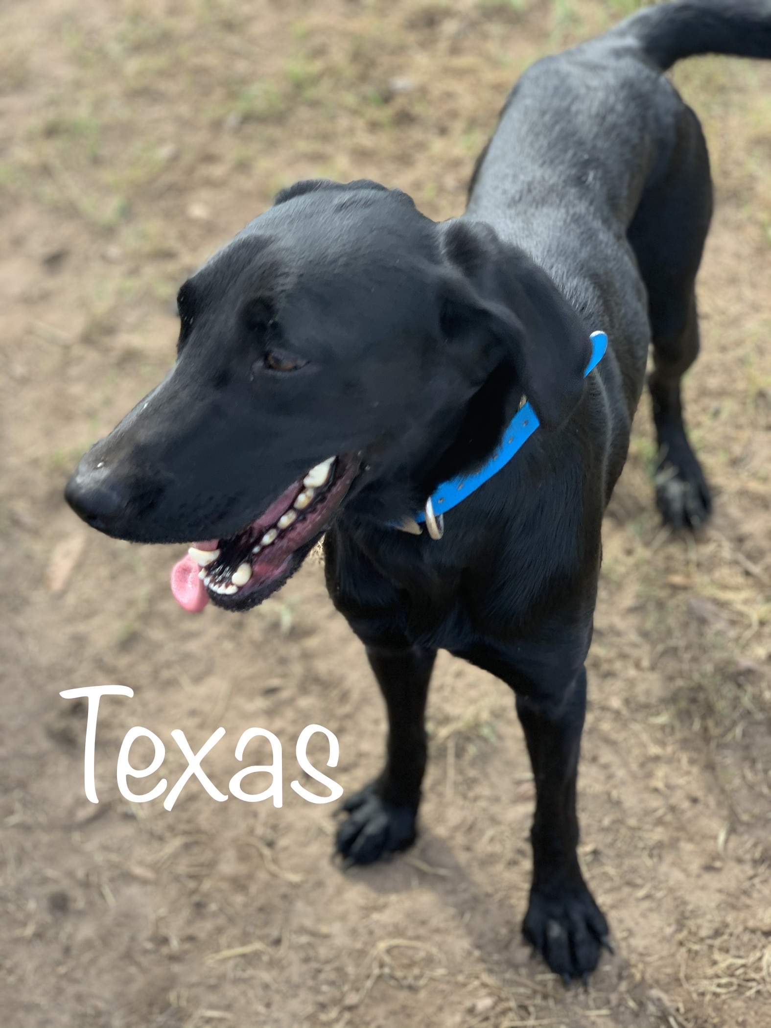 Spiller's That Girls Like Texas Rain | Black Labrador Retriver