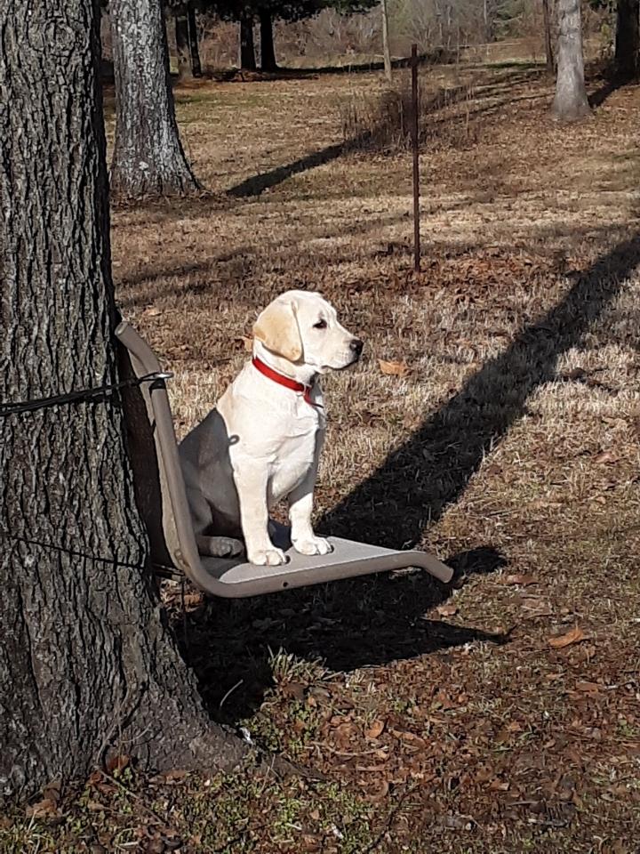 Windbush Waffles Of Twisted River | Yellow Labrador Retriver