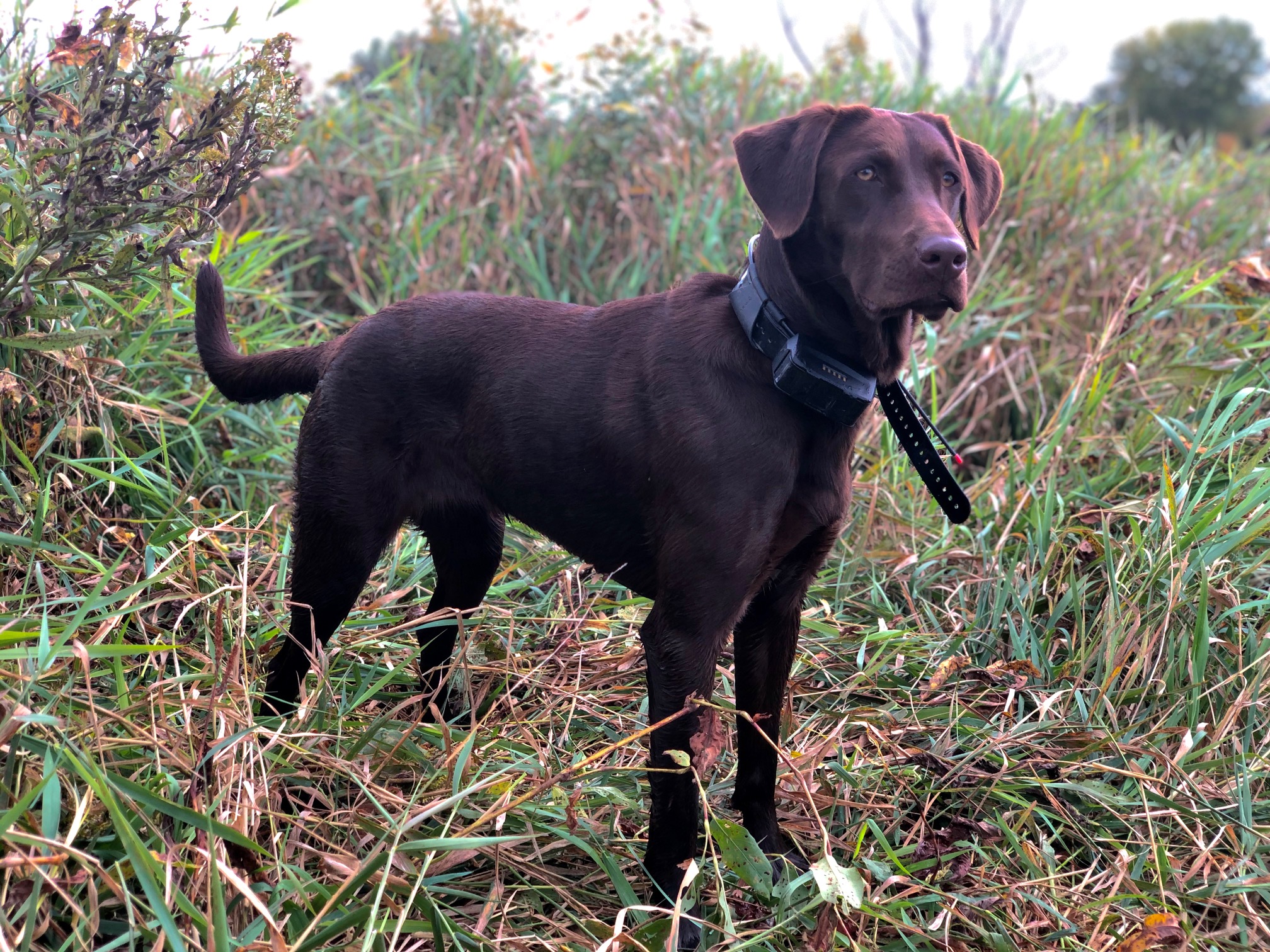 Coco’s Baby Ruth | Chocolate Labrador Retriver