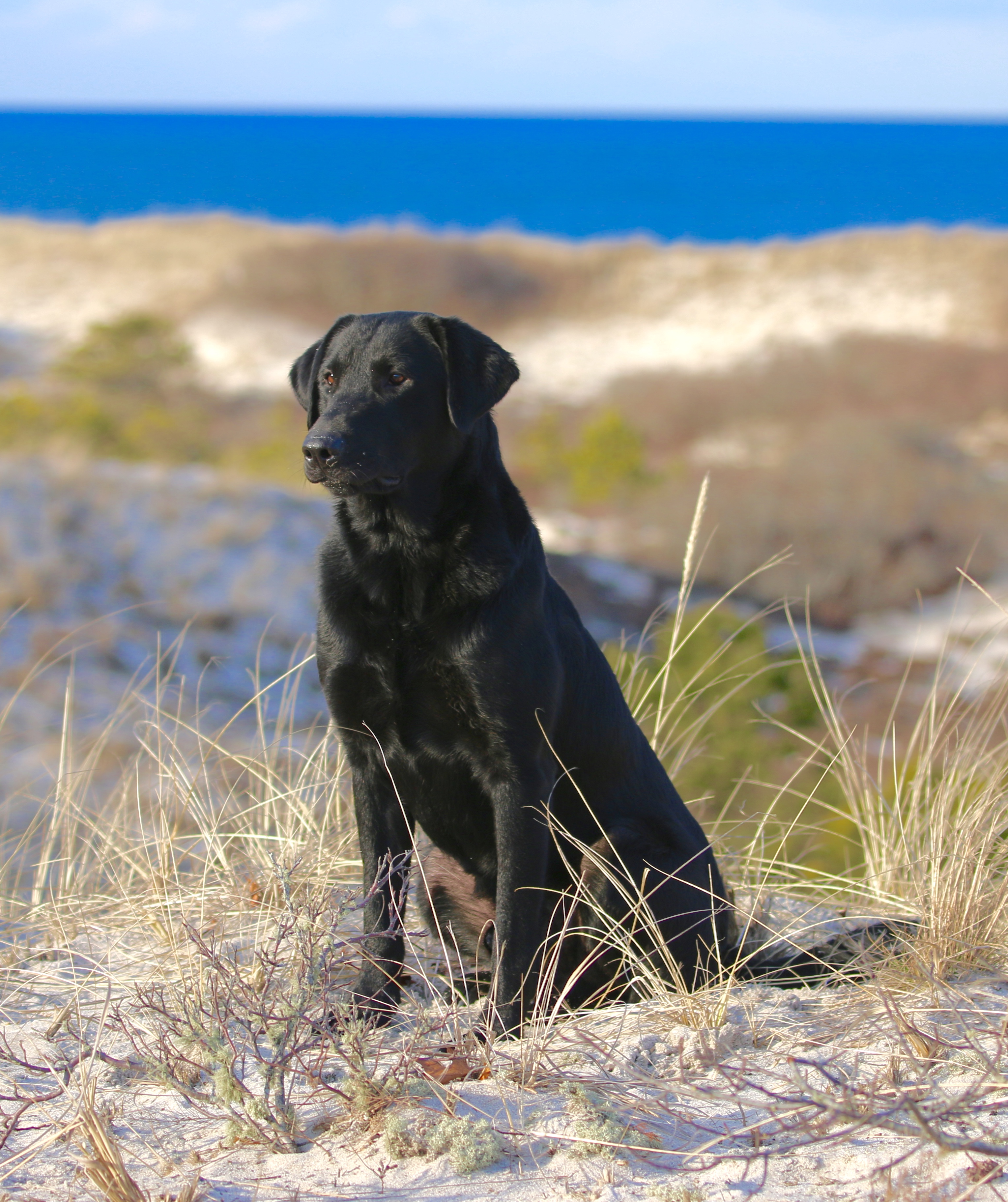 Northbay's Rising Tide JFTR | Black Labrador Retriver