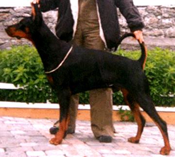 Samos-Sancerre v. Alpha Nordic | Black Doberman Pinscher