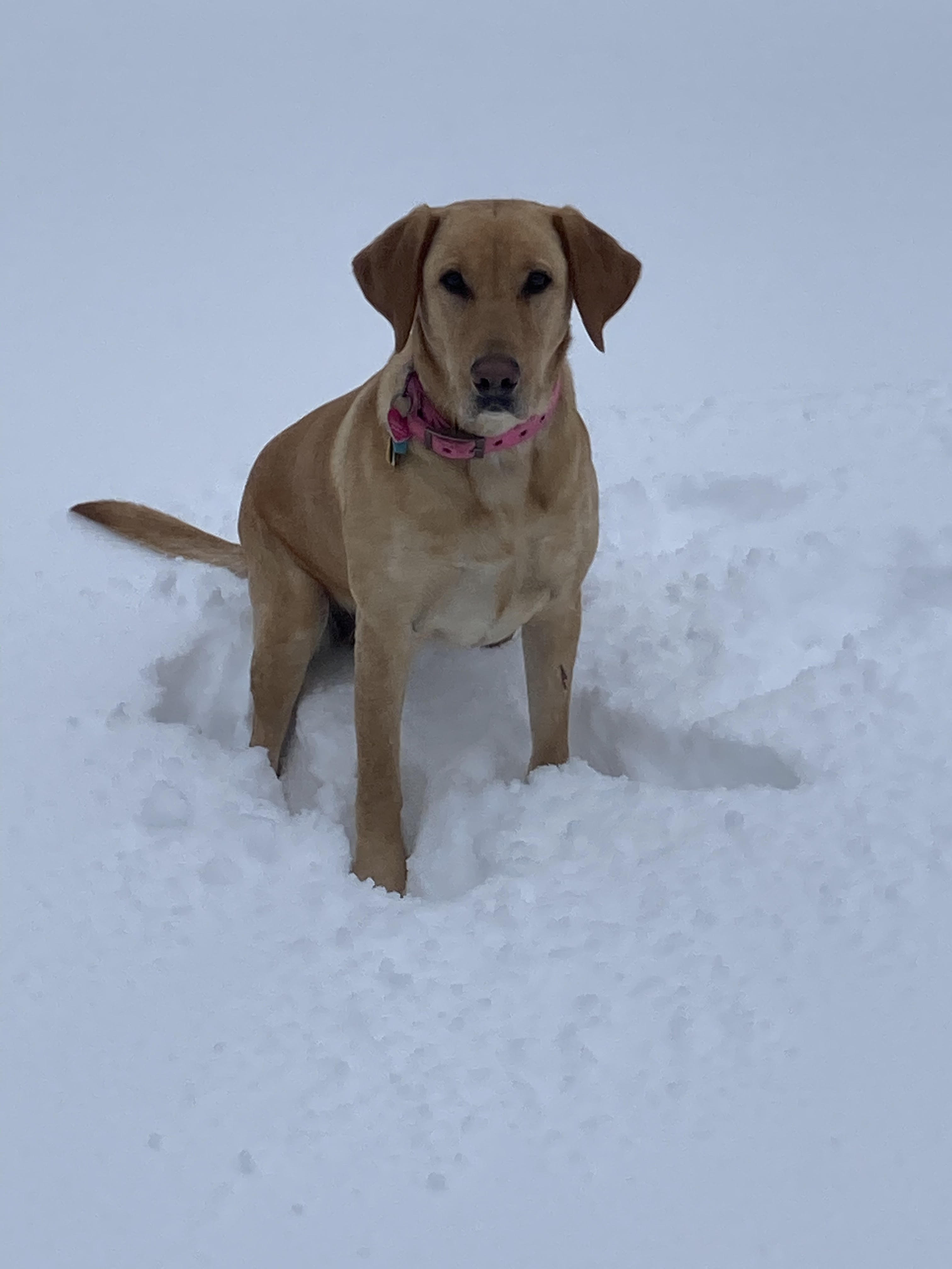 Pheasant Valley Tennessee | Yellow Labrador Retriver