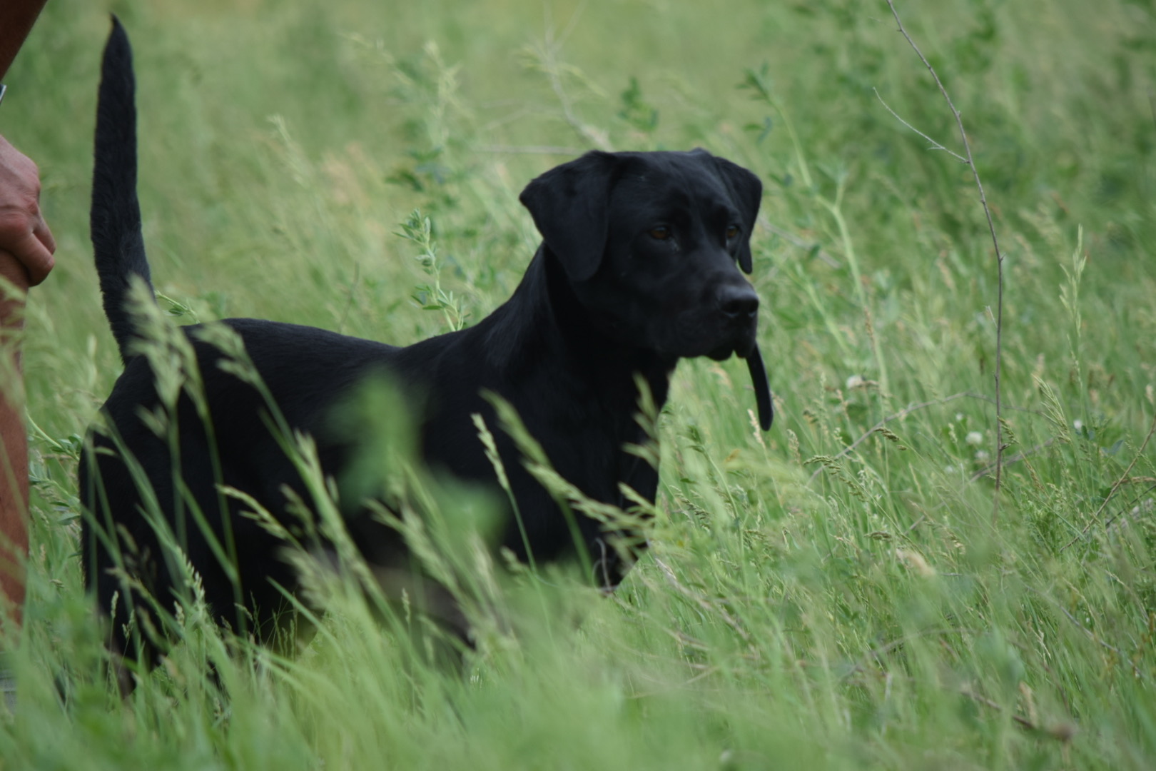 4xGMPR High Calibers Cubs Wrigley SH | Black Labrador Retriver